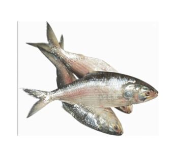 Hilsha Fish Whole 1.2~1.6Kg (Myanmar)