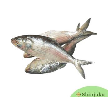Hilsha Fish Whole (1.2~1.6Kg)