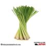 Lemon Grass