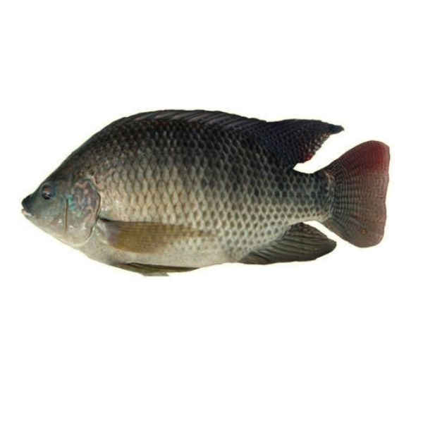 Telapia Fish Whole