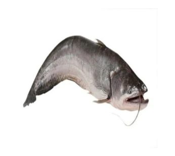 Boal Fish (500 Gm)