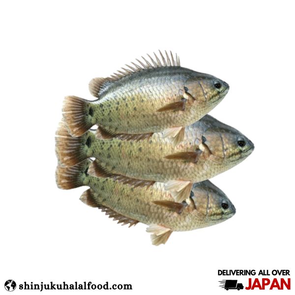 Koi Fish (Climbing Perch Fish) (10Pcs- 12Pcs)