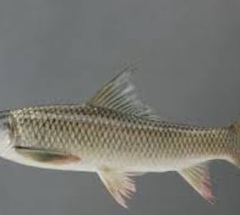 Cá Trôi (Drift Fish) 800Gr