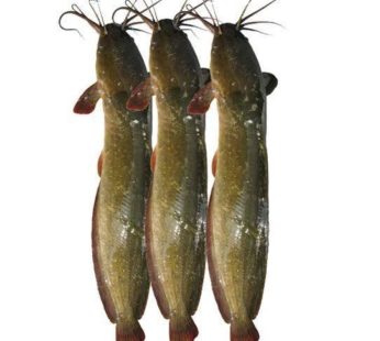 Magur Fish Whole (Cat Fish) (500g) ナマズ