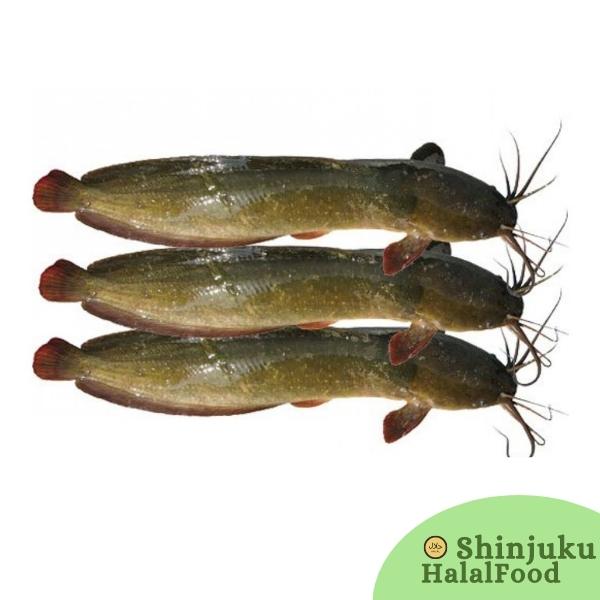 Magur Fish Whole (Cat Fish) (700g~800g) ナマズ