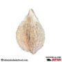 Indian coconut whole