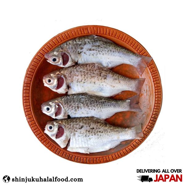 Shorputi Fish Whole (500-800g)