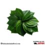 Betel leaf 500g