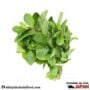 Fresh Mint (Pudina) Leaves (50g)